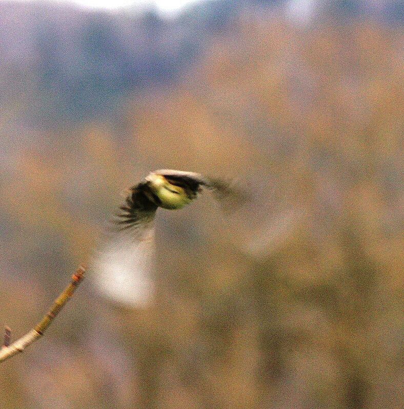 Corn Bunting