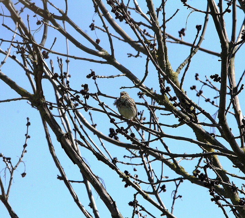 Corn Bunting