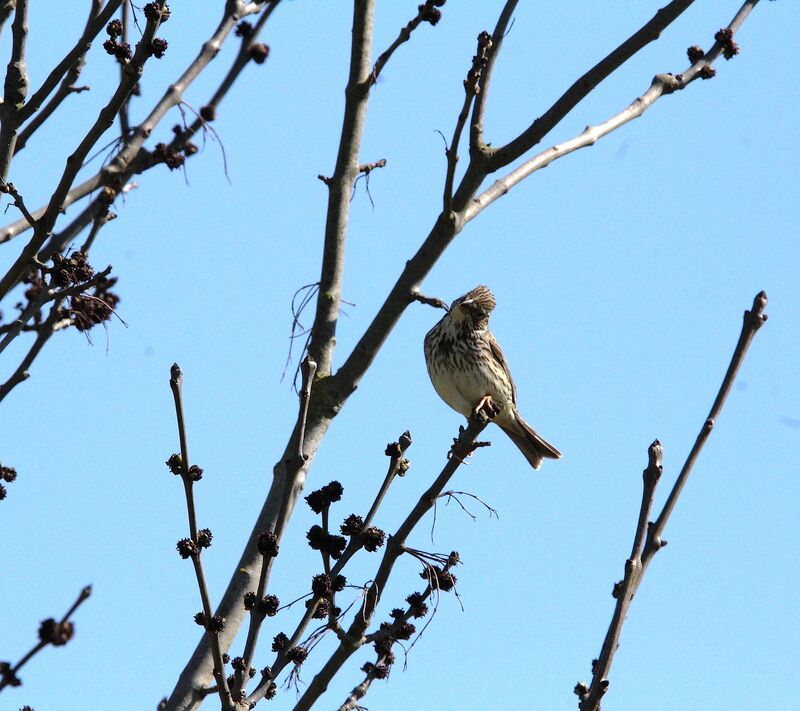 Corn Bunting