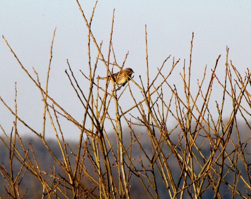 Corn Bunting