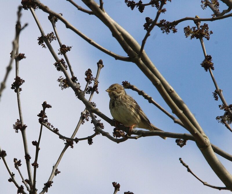 Corn Bunting