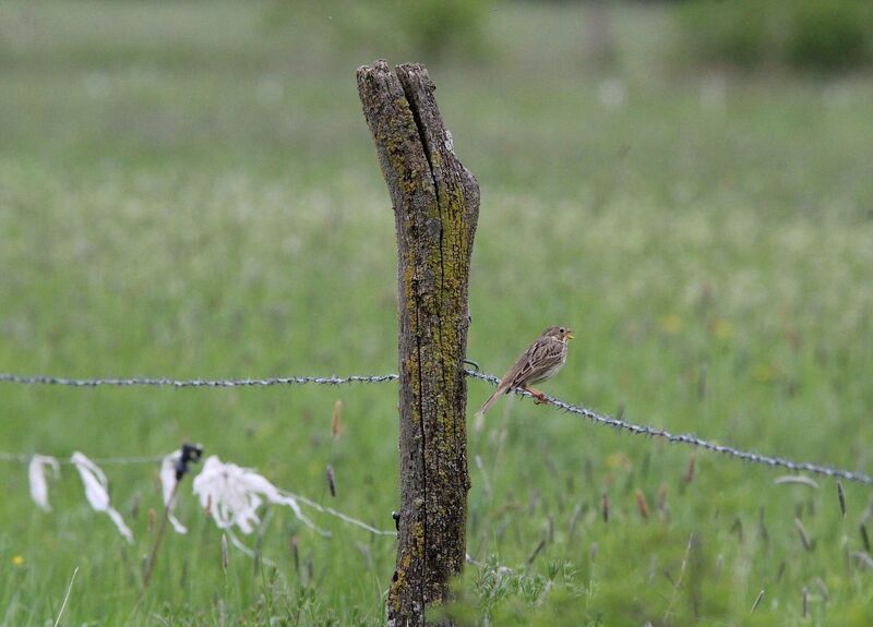 Corn Bunting