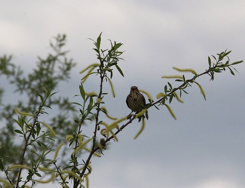 Corn Bunting