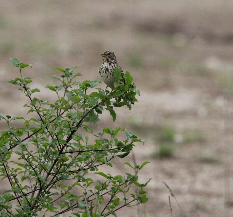 Corn Bunting