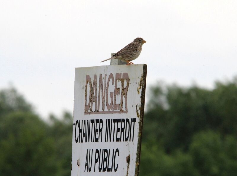 Corn Bunting