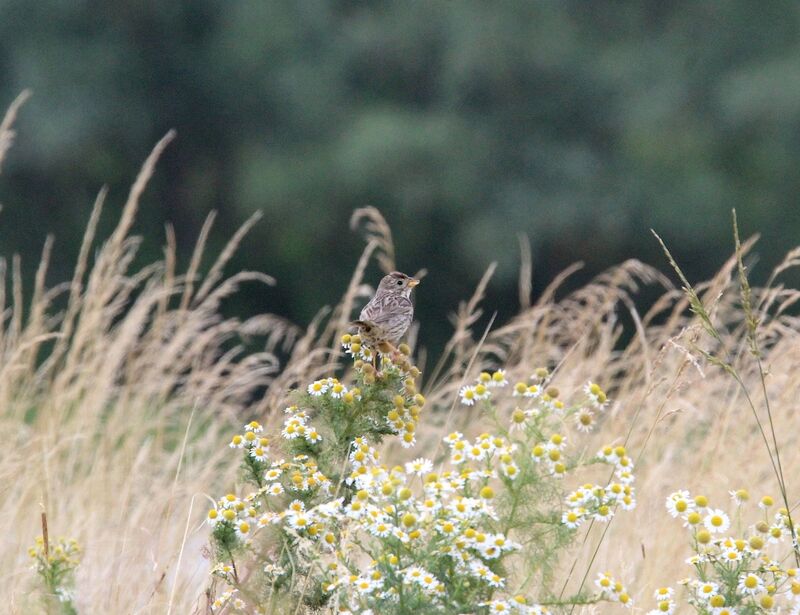 Corn Bunting