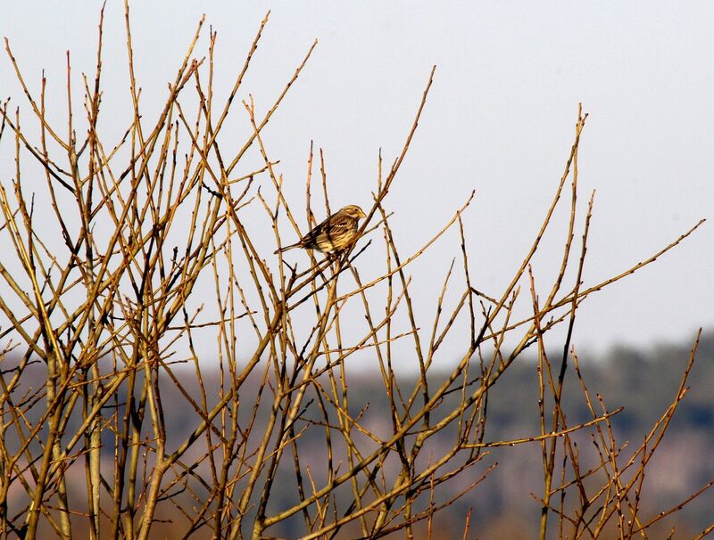 Corn Bunting