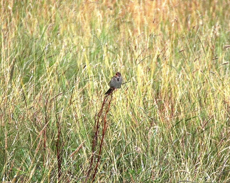 Corn Bunting