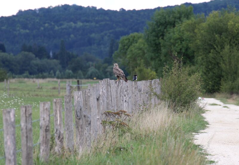 Common Buzzard