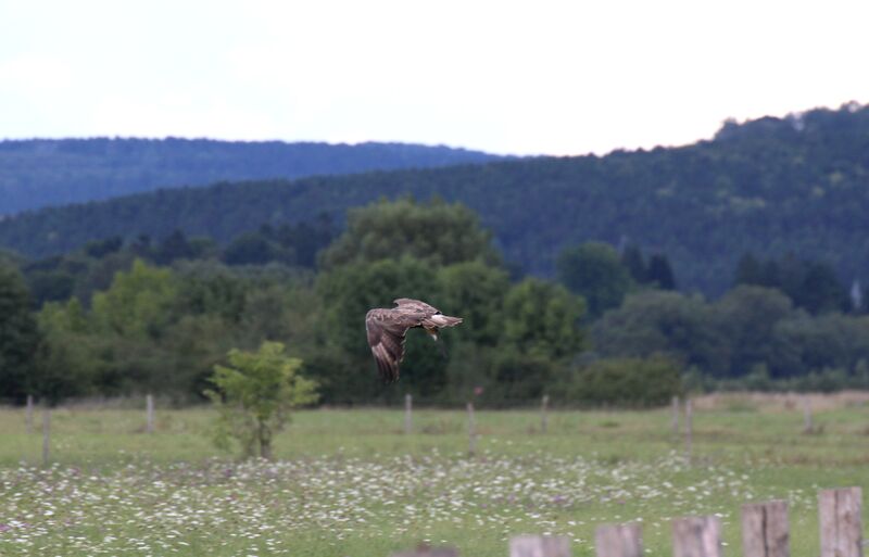 Common Buzzard