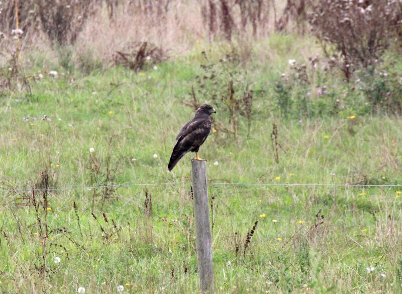 Common Buzzard