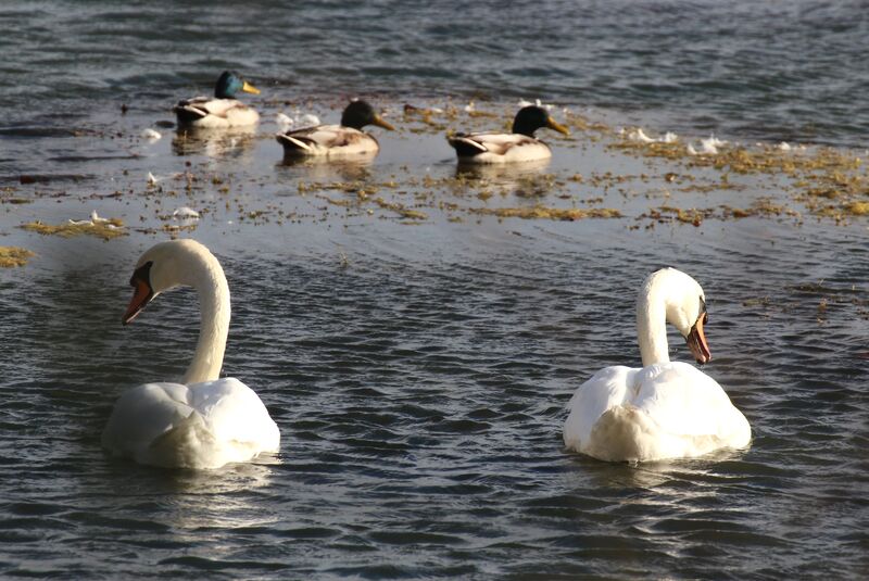 Canard colvert