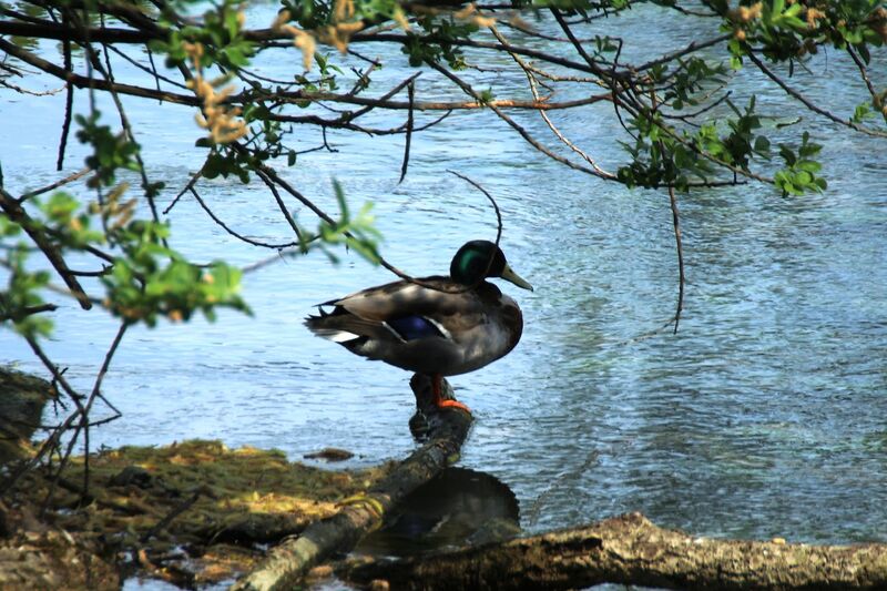 Canard colvert