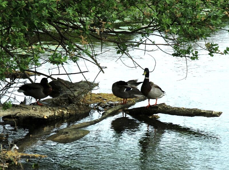 Canard colvert