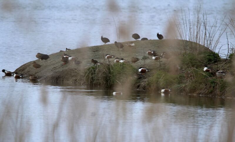 Canard souchet