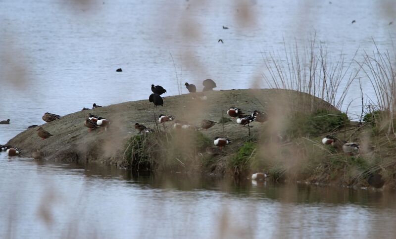 Northern Shoveler