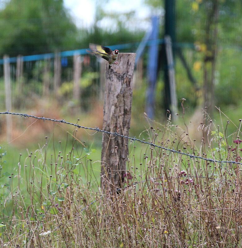 European Goldfinch