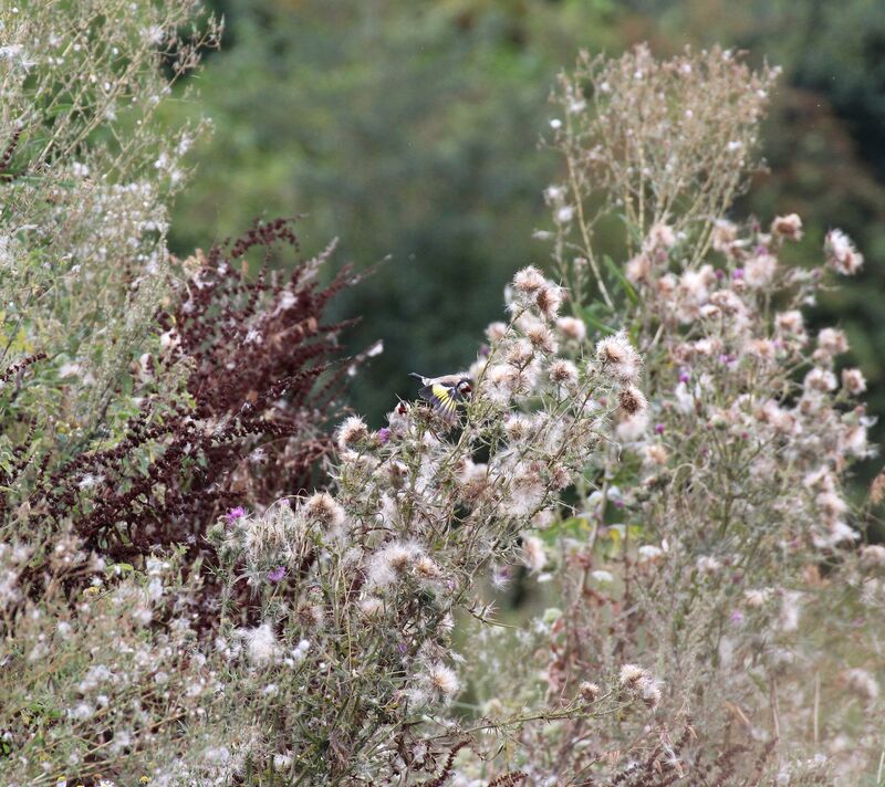 European Goldfinch