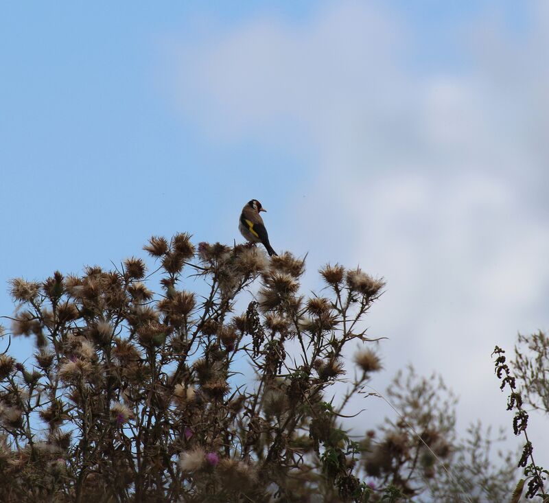 European Goldfinch