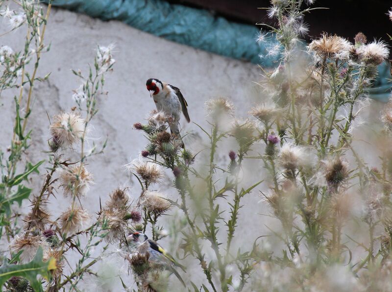 European Goldfinch