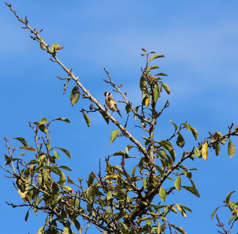 European Goldfinch