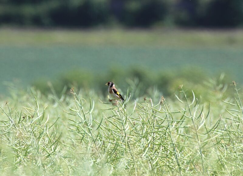 European Goldfinch