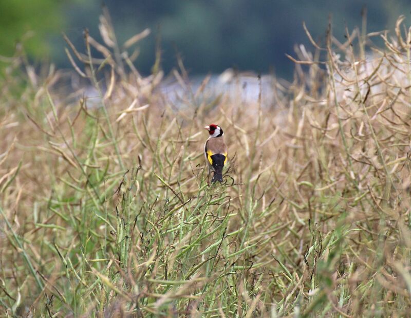 European Goldfinch