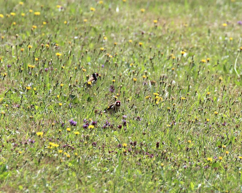 European Goldfinch