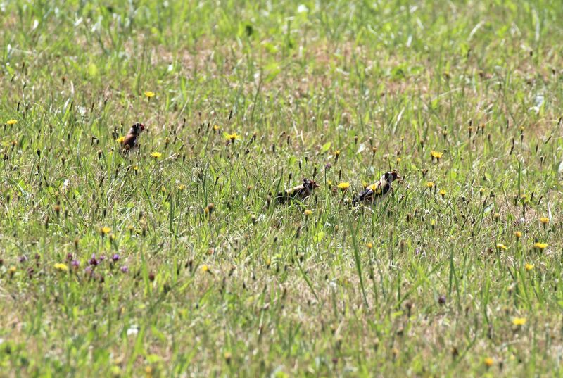 European Goldfinch