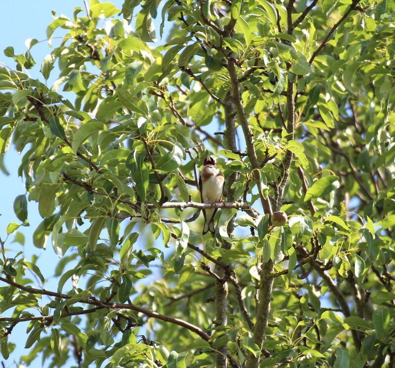 Chardonneret élégant