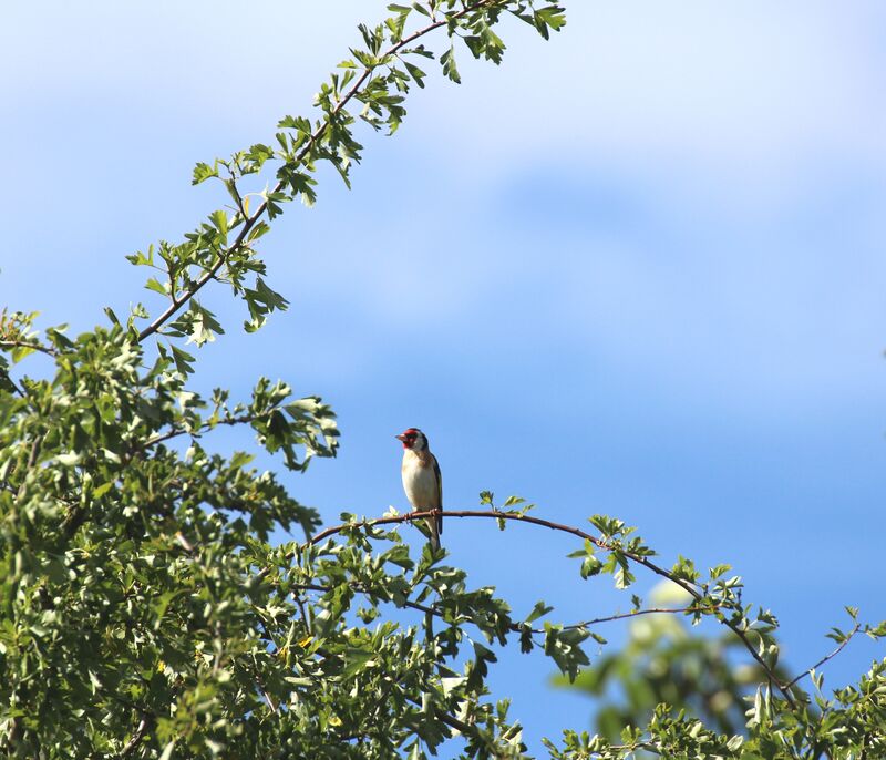 Chardonneret élégant