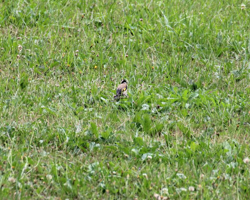 European Goldfinch