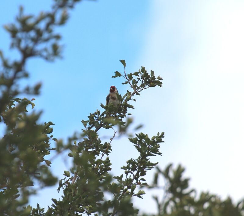 European Goldfinch