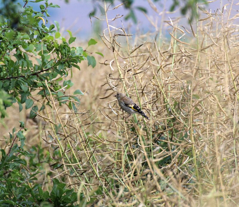 Chardonneret élégant