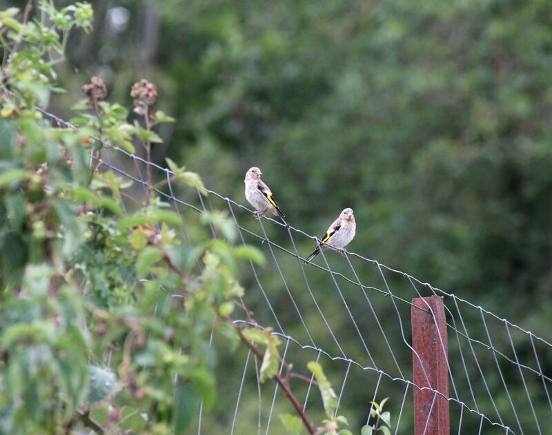 European Goldfinch