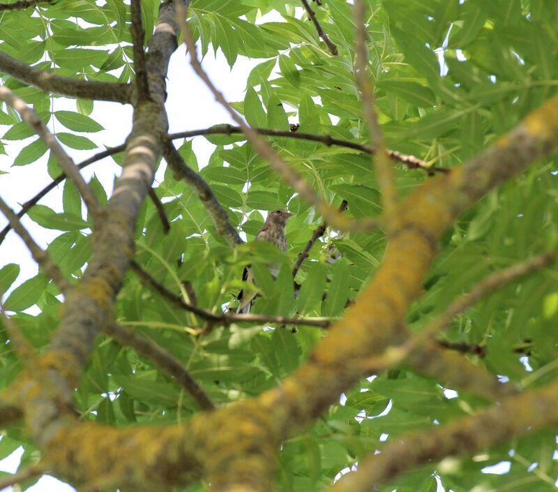 European Goldfinch