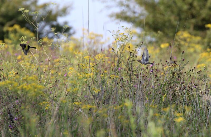 European Goldfinch