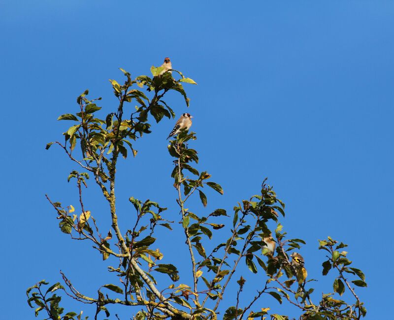 Chardonneret élégant