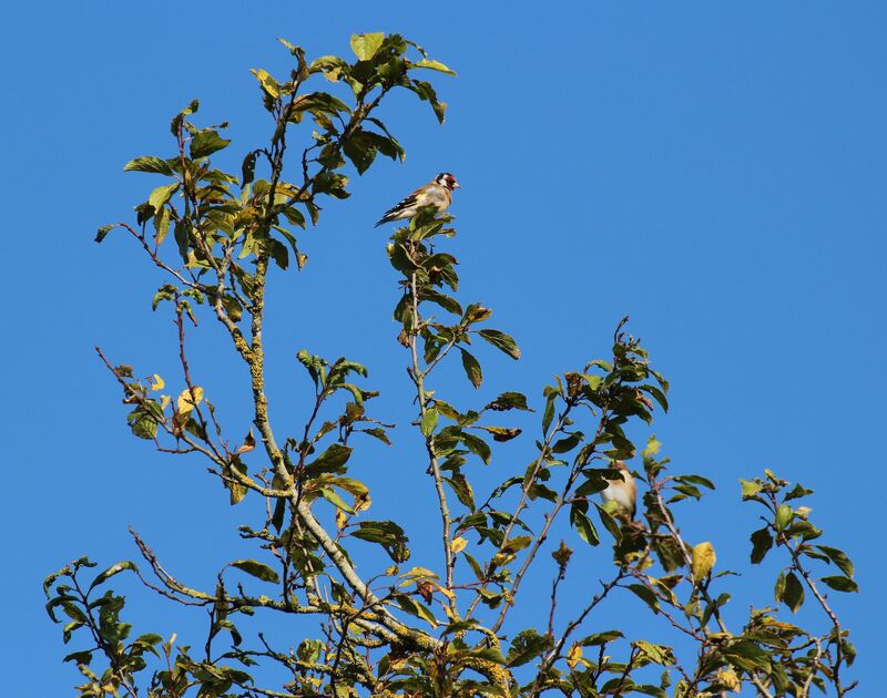 European Goldfinch