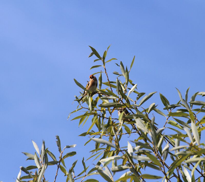 Chardonneret élégant