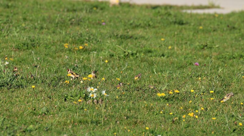 European Goldfinch