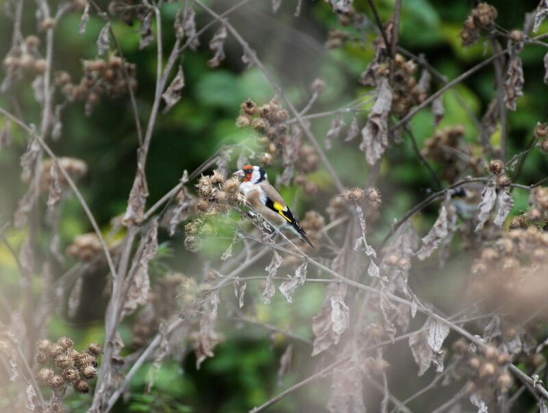 European Goldfinch