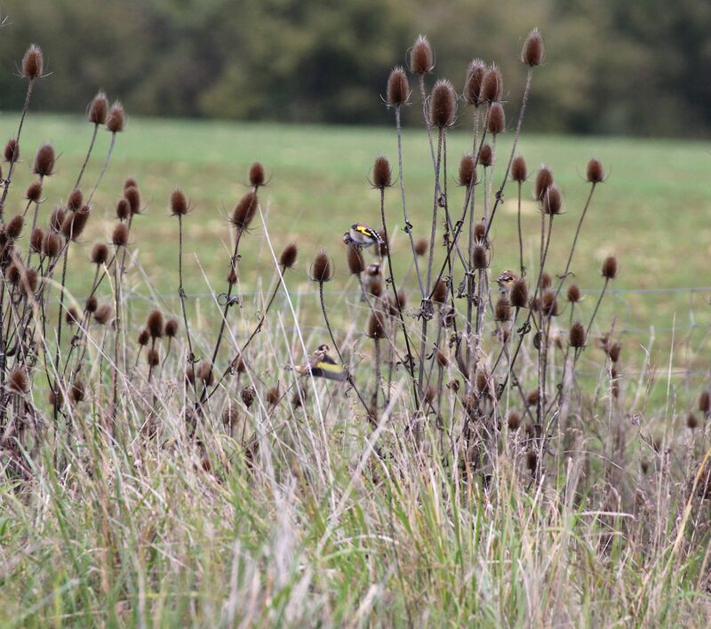 European Goldfinch