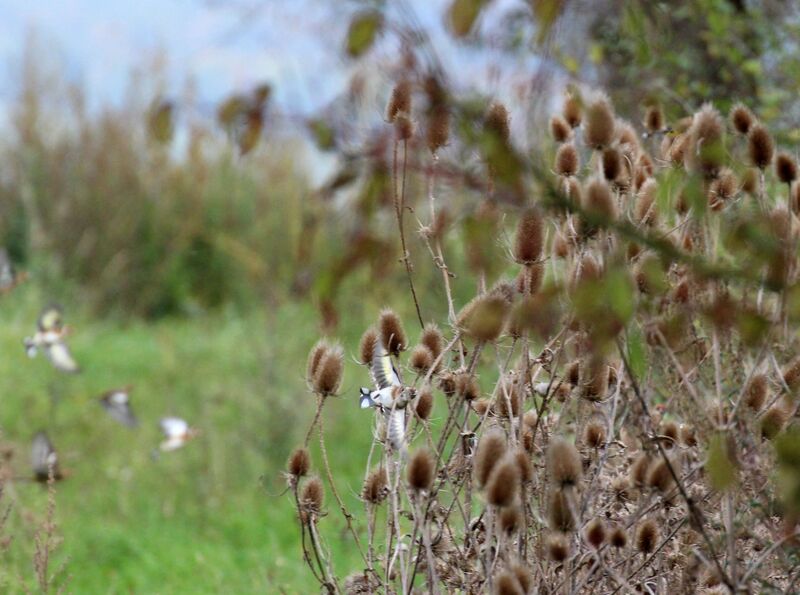 European Goldfinch