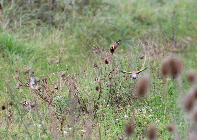 European Goldfinch