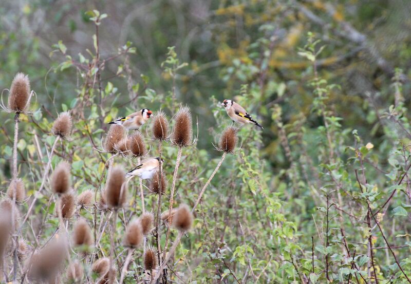 European Goldfinch