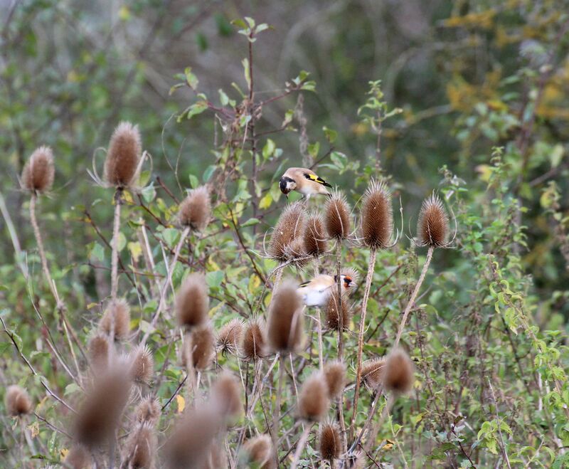 European Goldfinch