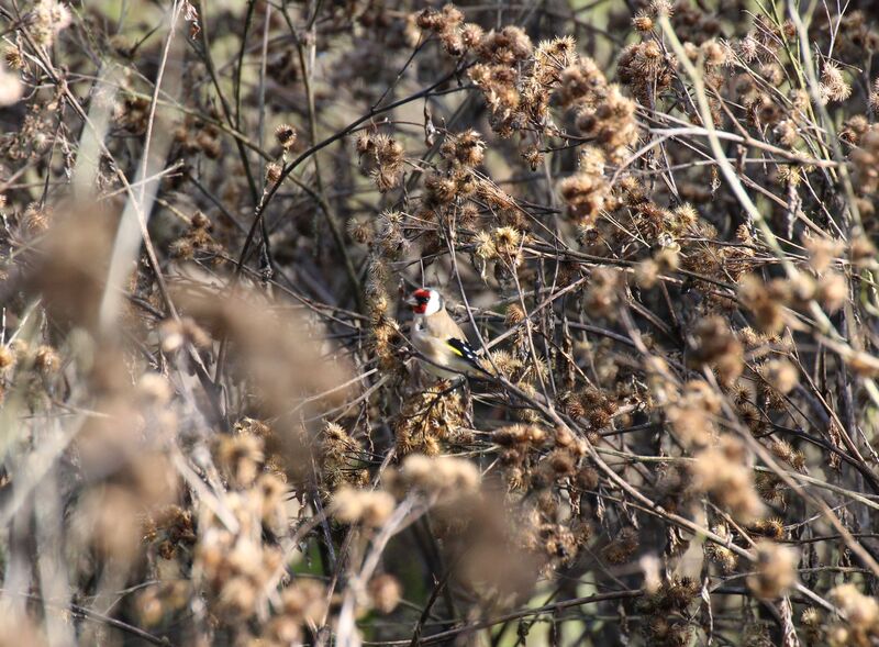 European Goldfinch