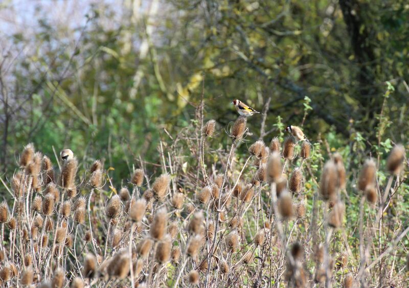 European Goldfinch