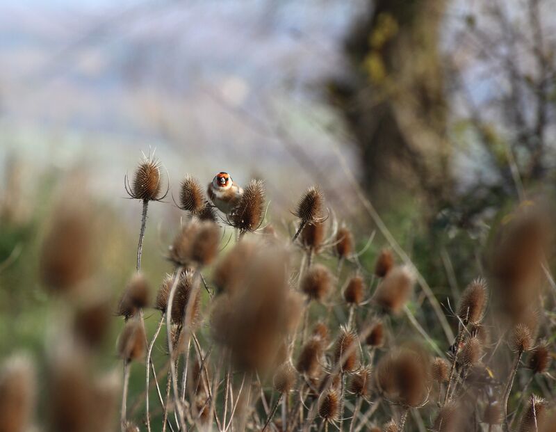 European Goldfinch